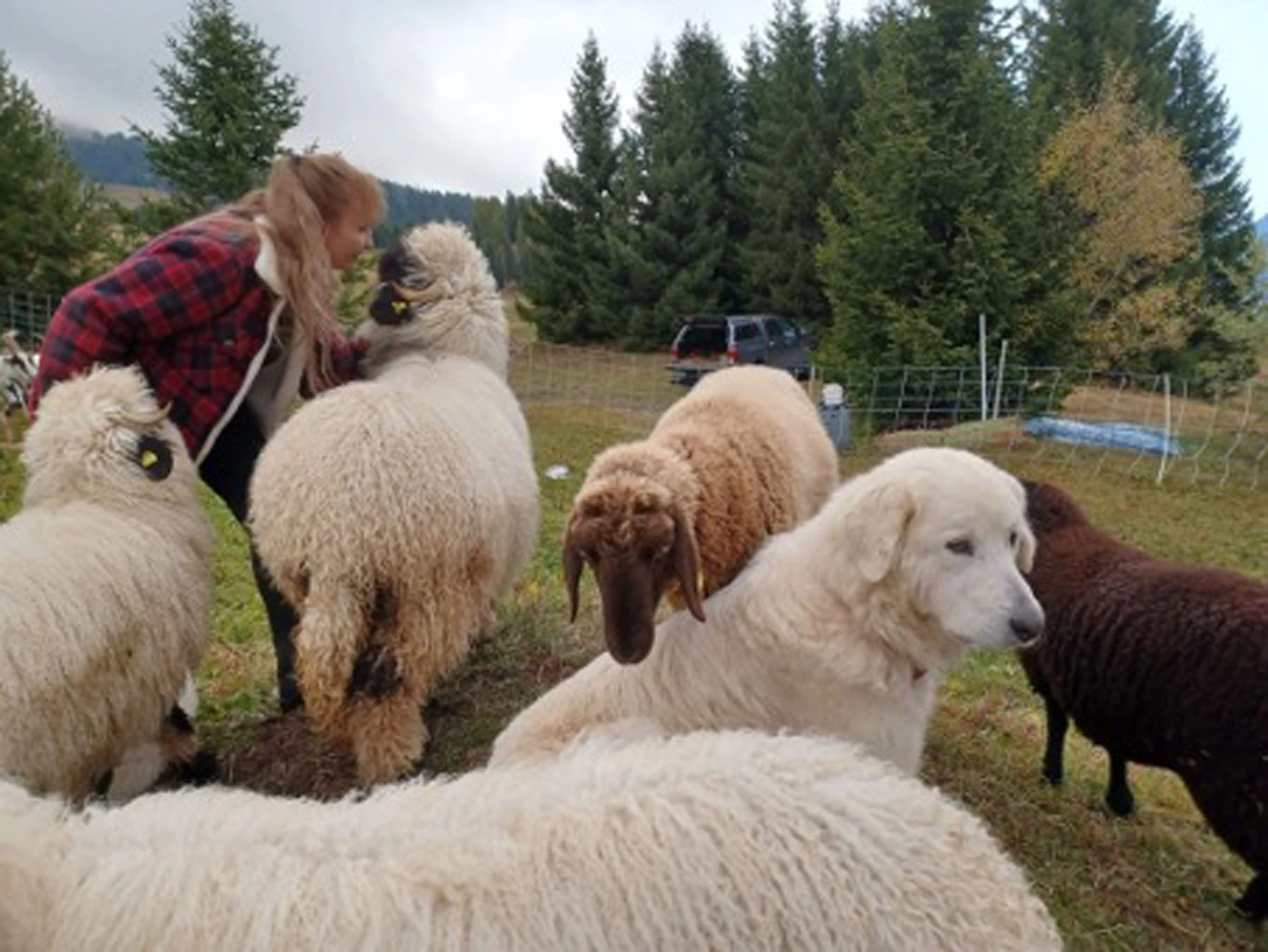 Zäune, Trails und Zwischenräume: wenn Bikerin und Landwirtin sprechen