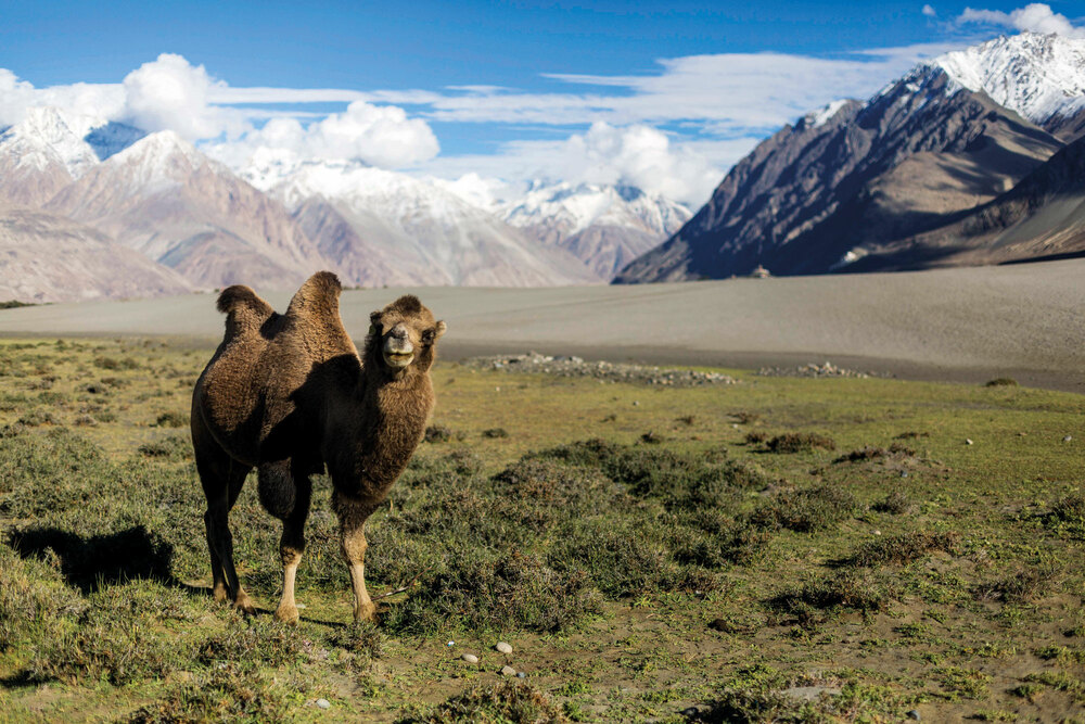 Palmen, Kamele, dünne Luft – Trekking im Indischen Himalaya