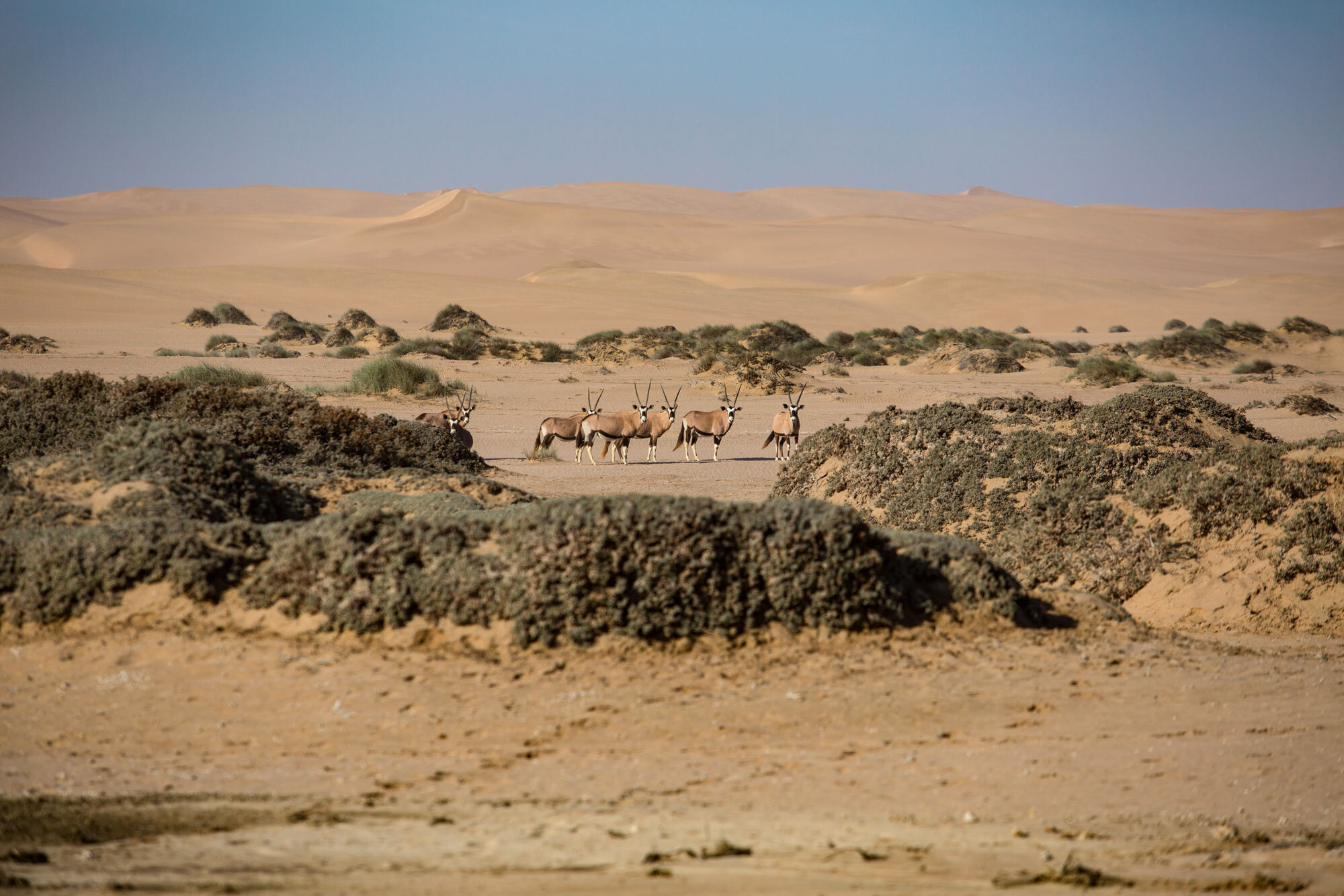 Durch die Wüste – Trekking-Abenteuer durch Namibias Sandmeer