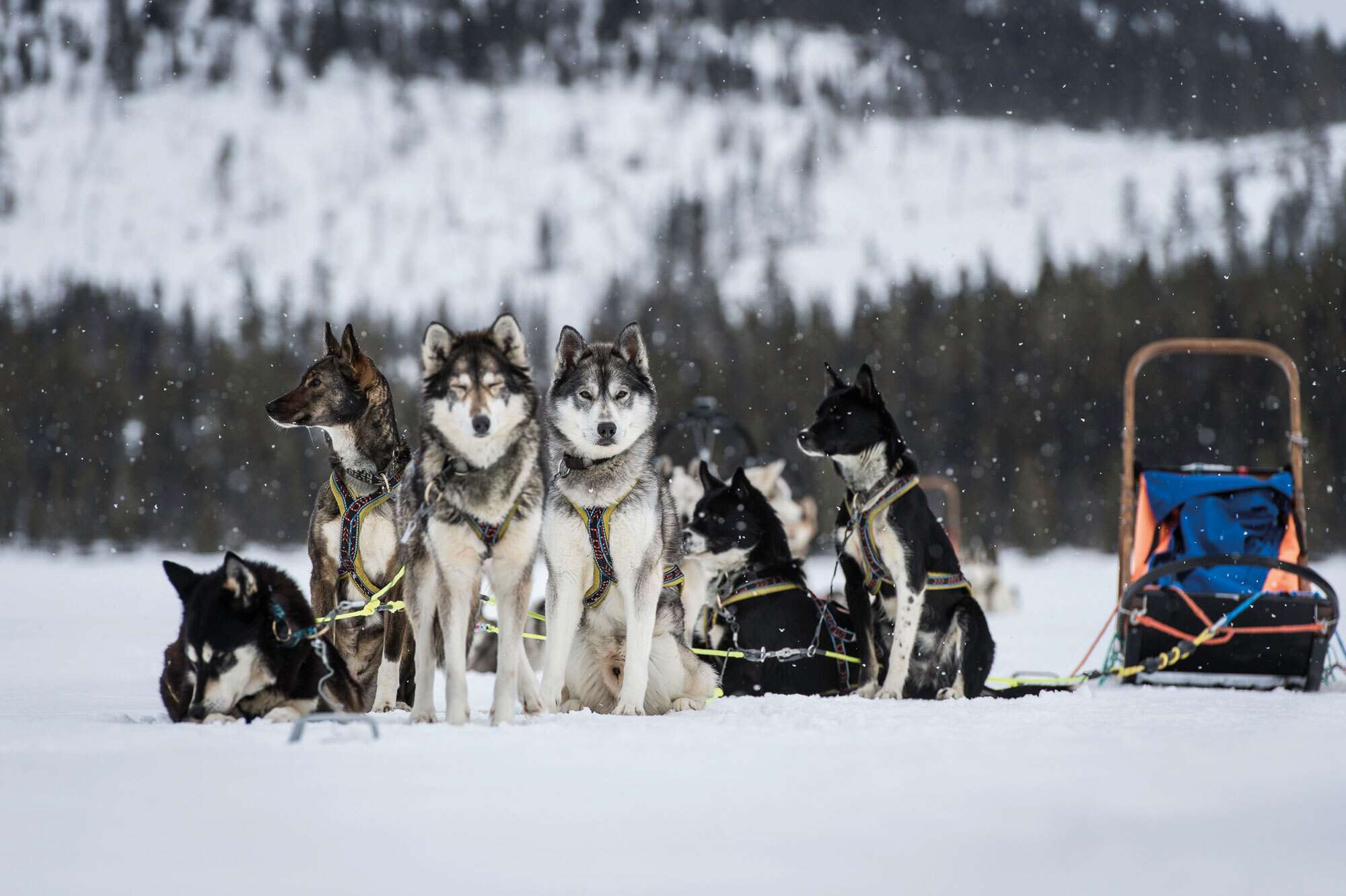 Die wollen bloss laufen: Hundeschlitten Abenteuer in Lappland