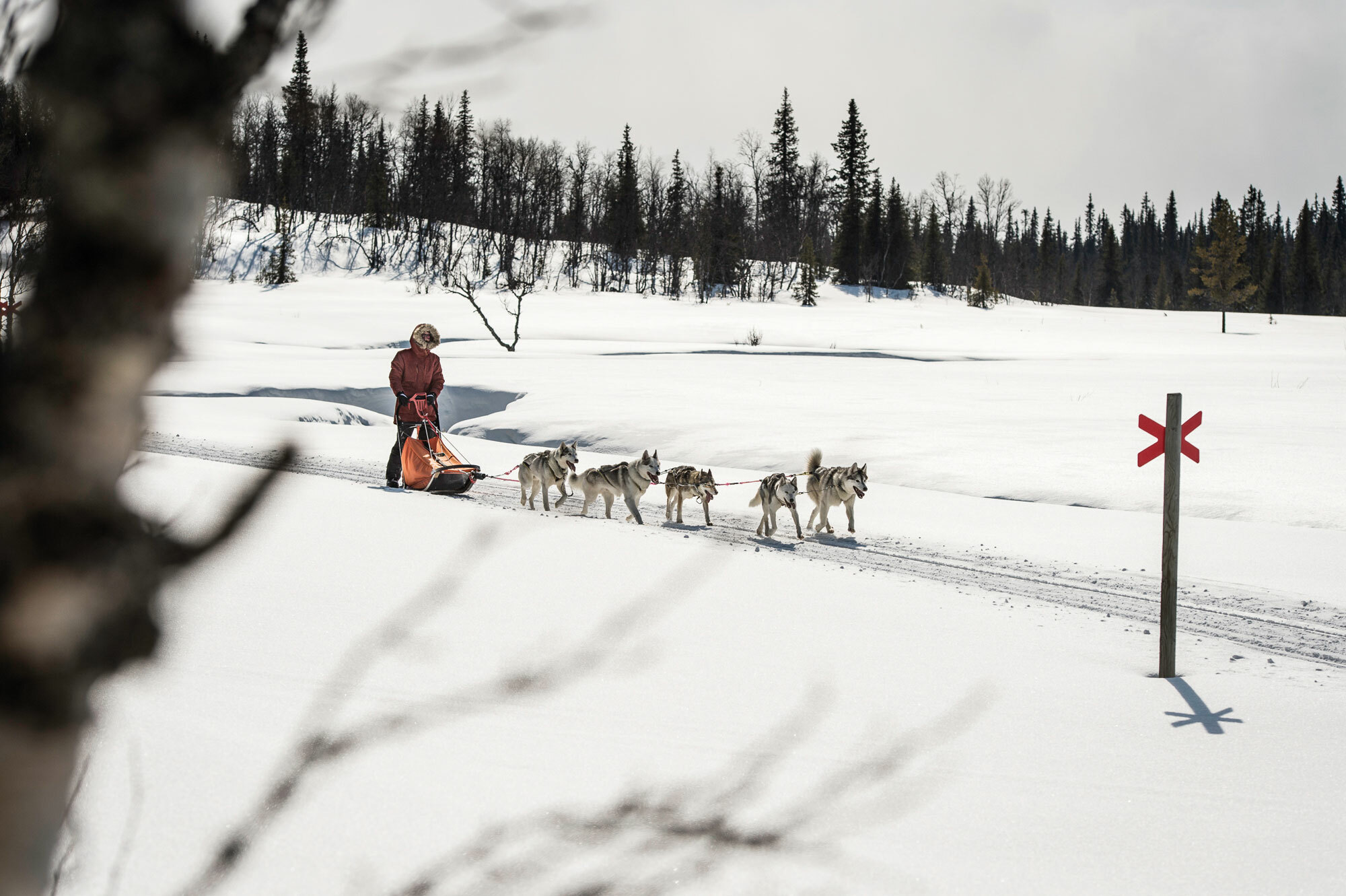 Die wollen bloss laufen! – Hundeschlitten Abenteuer in Lappland