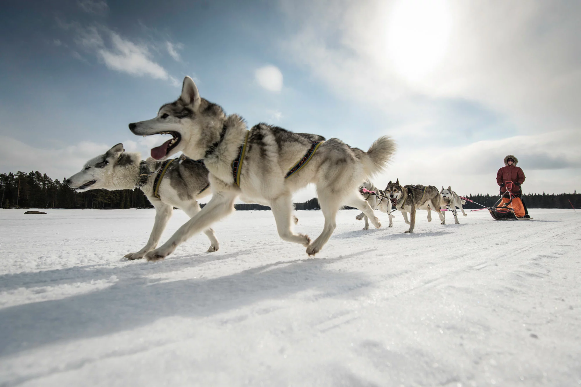 Die wollen bloss laufen! – Hundeschlitten Abenteuer in Lappland