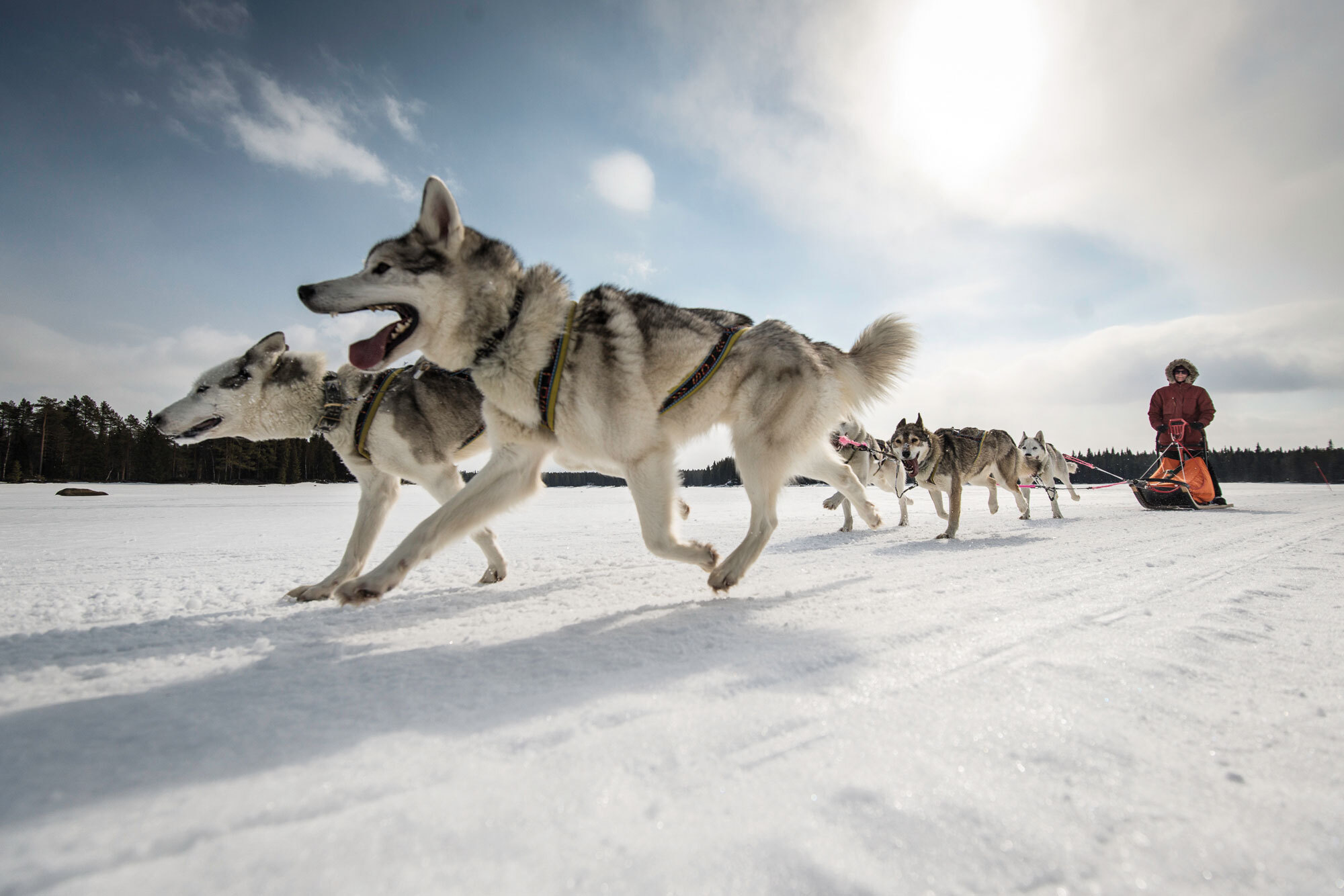 Die wollen bloss laufen: Hundeschlitten Abenteuer in Lappland