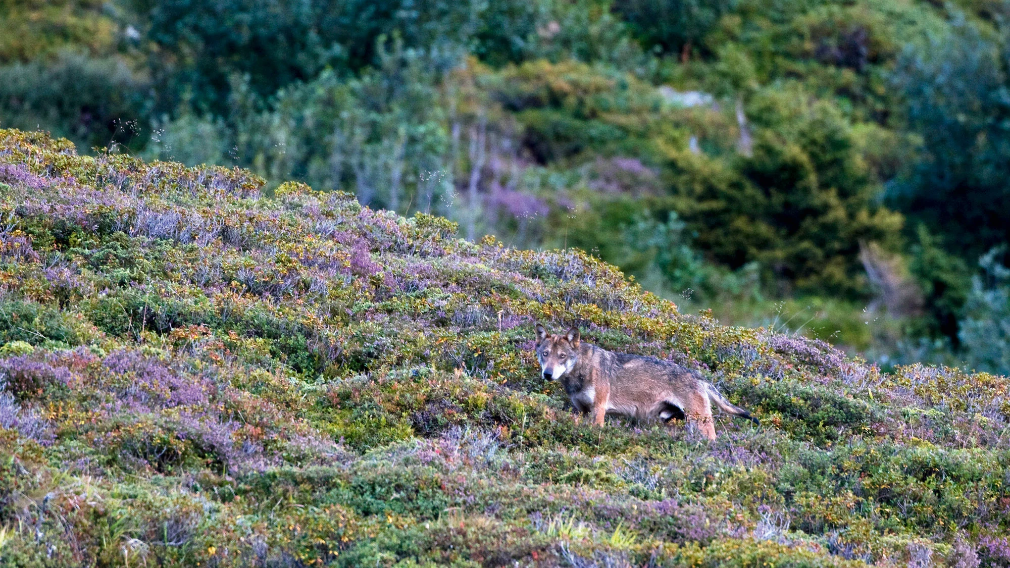 Swiss Wildlife – Auf den Spuren der Wölfe