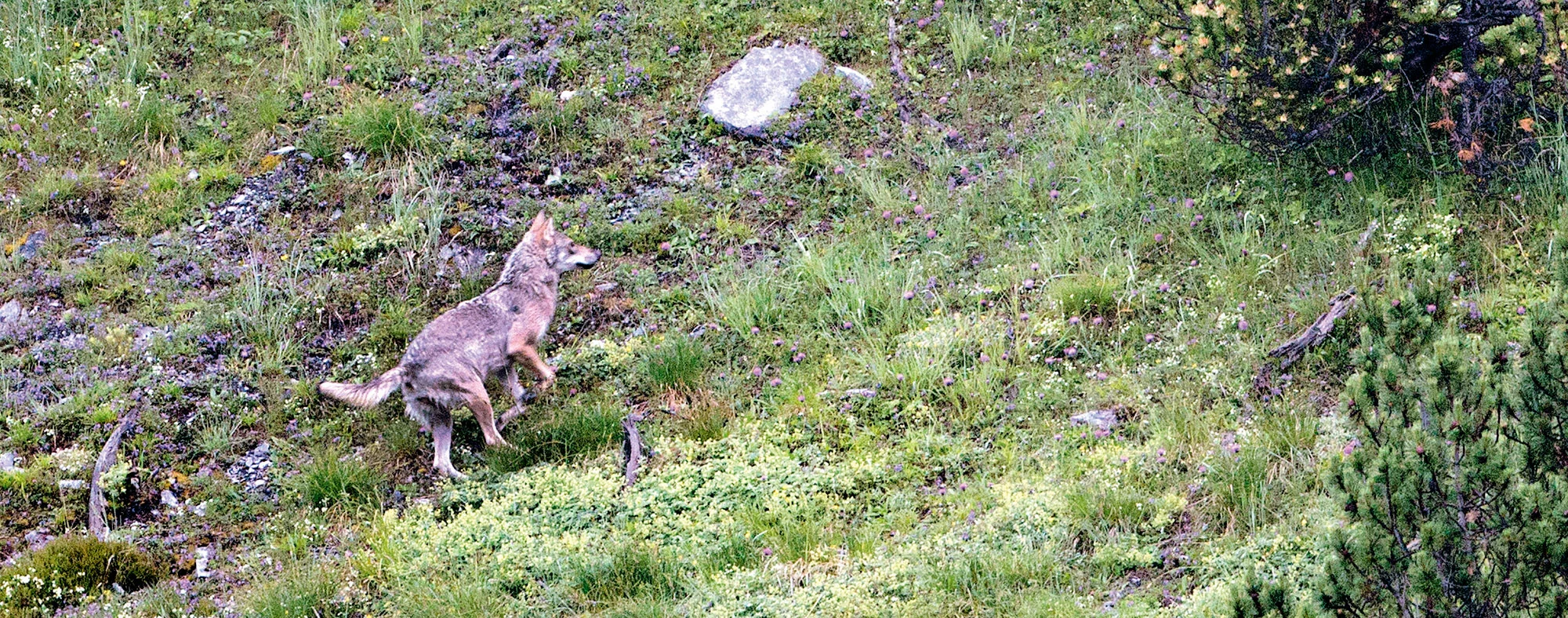 Swiss Wildlife – Auf den Spuren der Wölfe