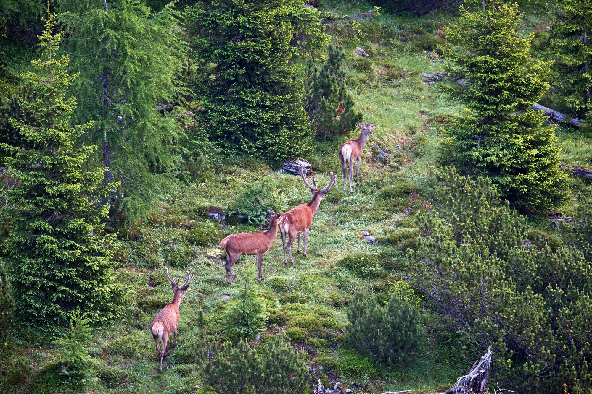 Swiss Wildlife – Auf den Spuren der Wölfe