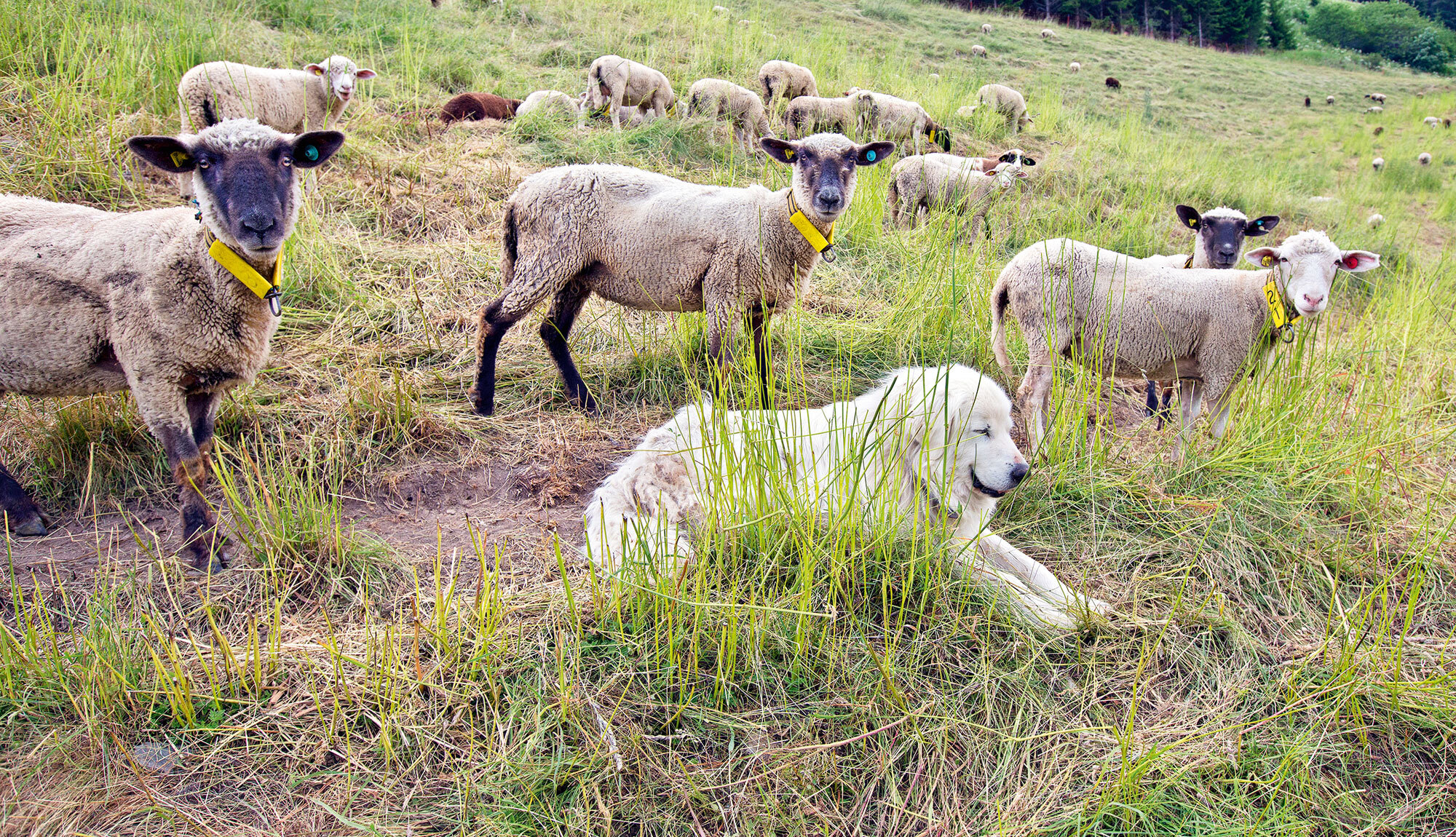 Swiss Wildlife – Auf den Spuren der Wölfe