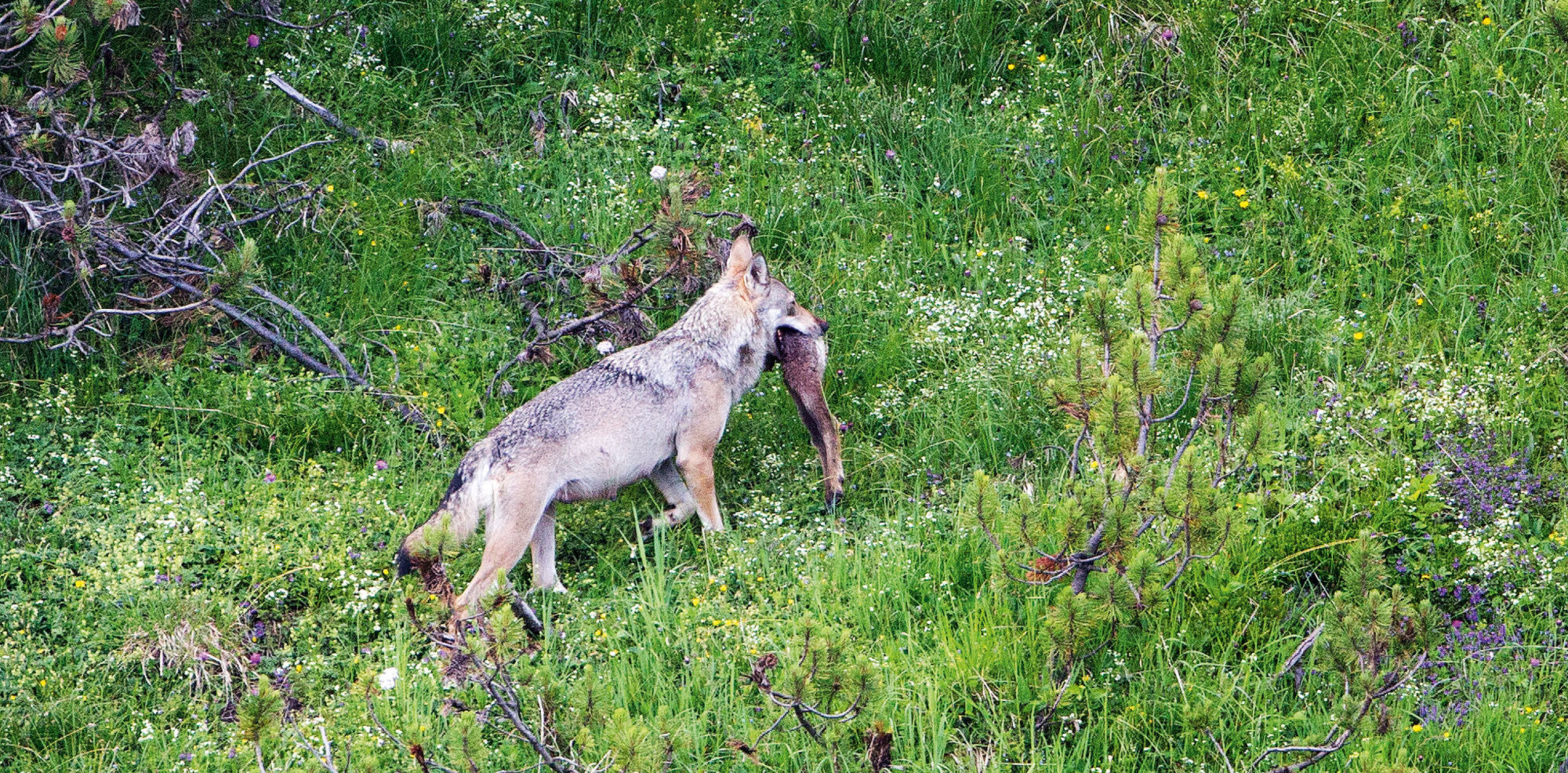 Swiss Wildlife – Auf den Spuren der Wölfe