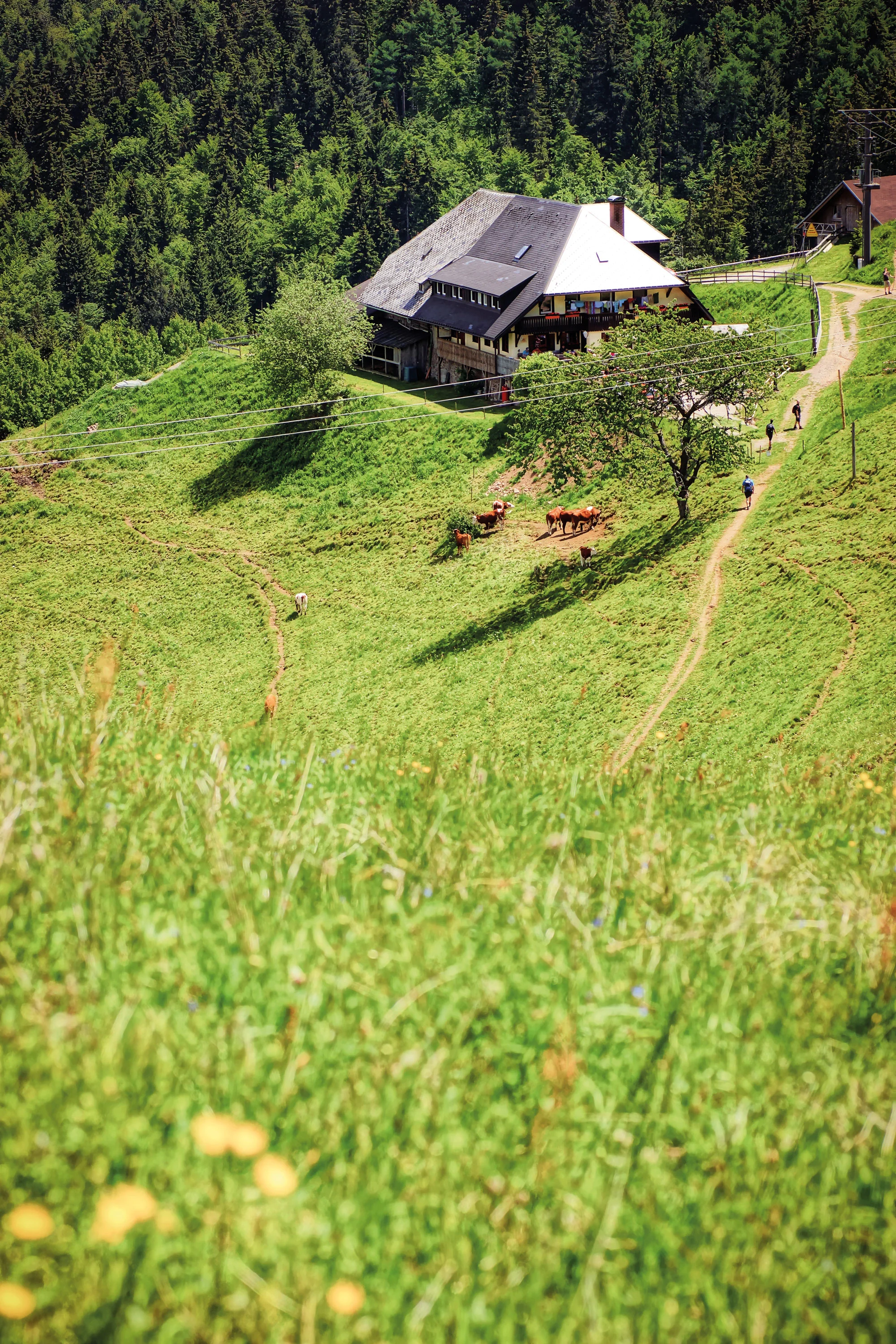 Freiburg – Toskana im Schwarzwald