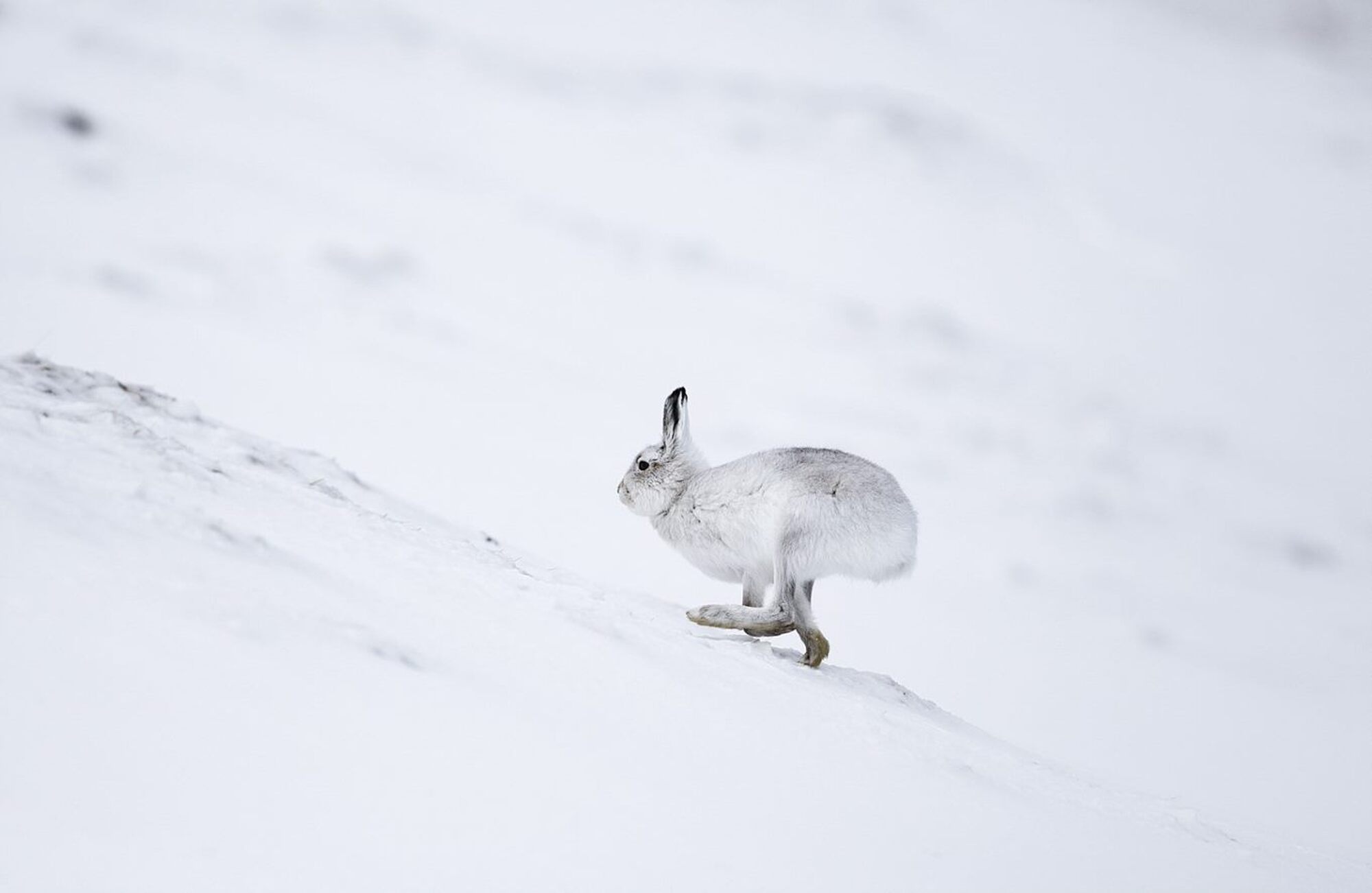 Hoher Druck durch Wintertourismus: «Natur & Freizeit» intensiviert Wildschutz-Kampagne