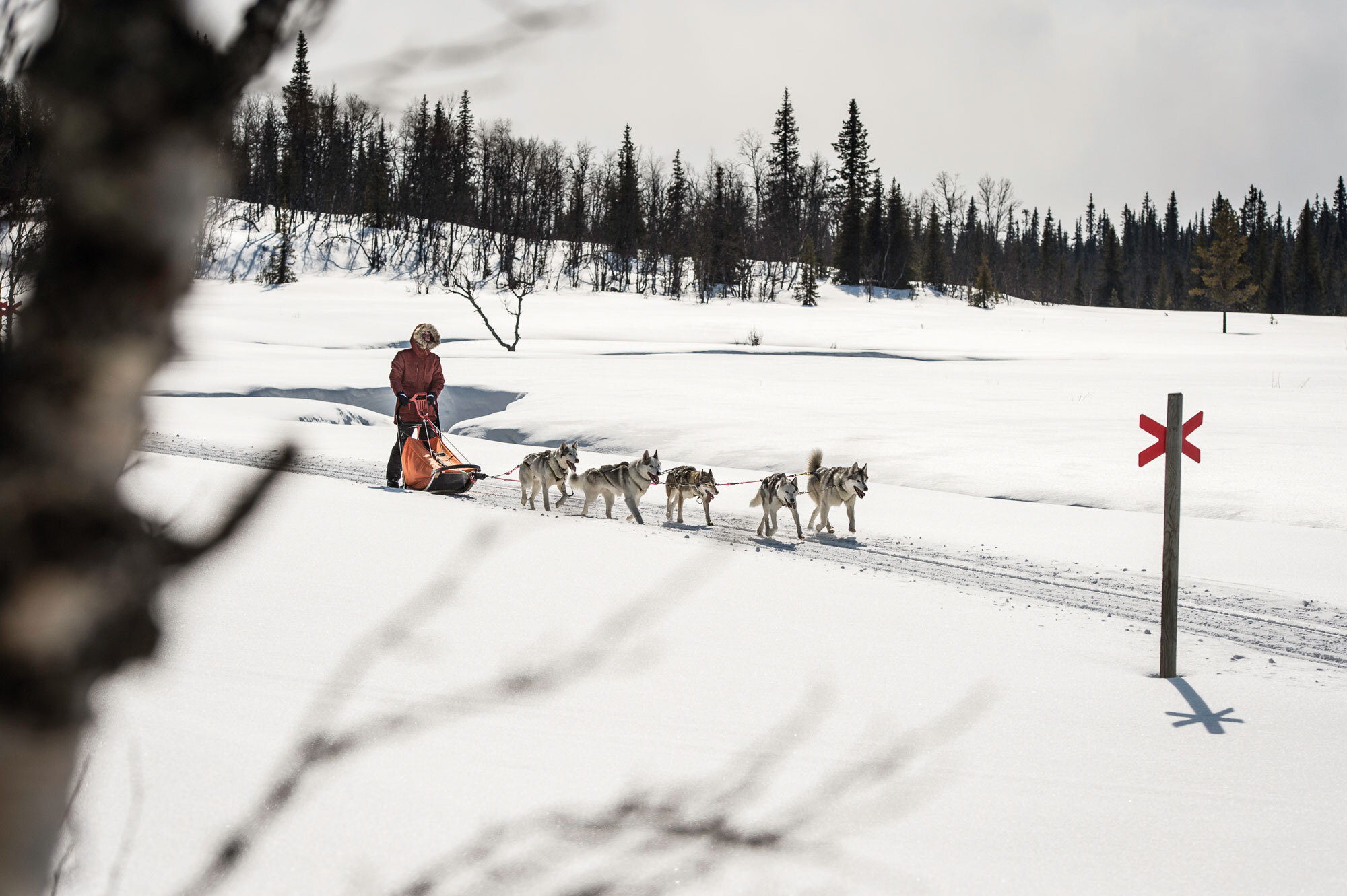Die wollen bloss laufen! – Hundeschlitten Abenteuer in Lappland Die wollen bloss laufen! – Hundeschlitten Abenteuer in Lappland