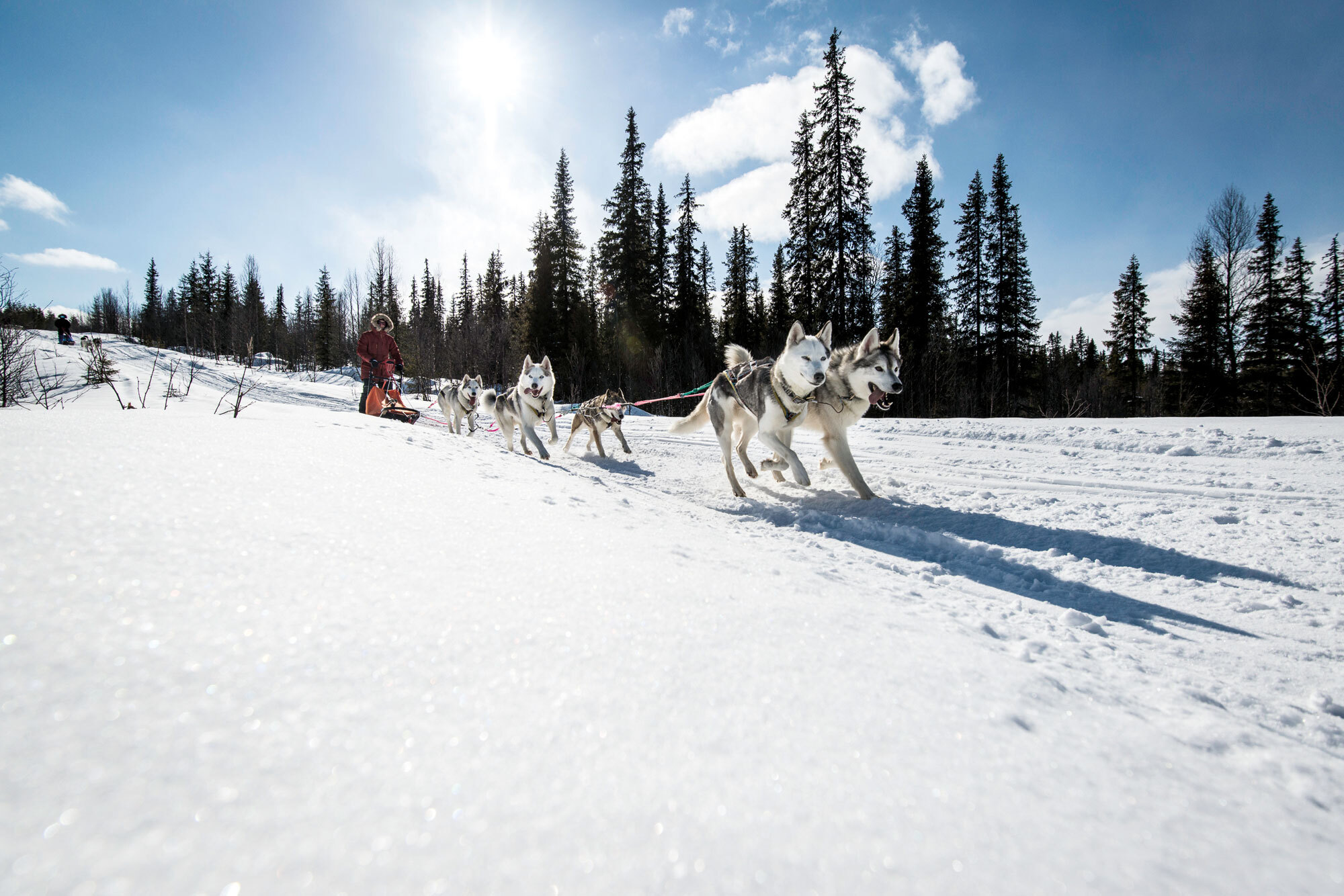 Die wollen bloss laufen! – Hundeschlitten Abenteuer in Lappland Die wollen bloss laufen! – Hundeschlitten Abenteuer in Lappland