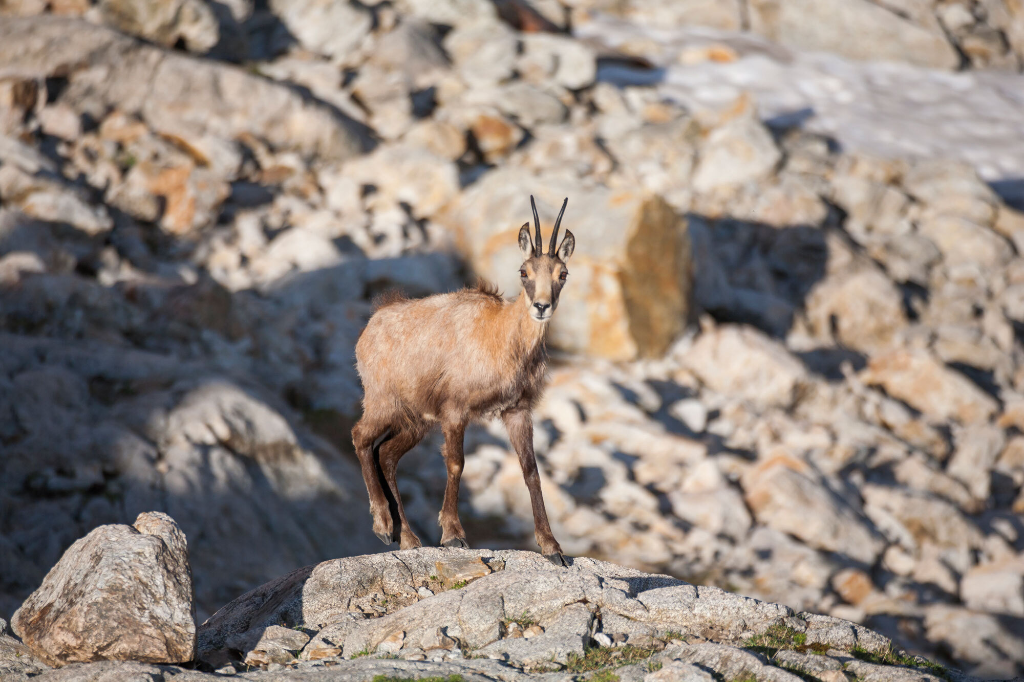 Kämpfende Kühe, wilde Gletscher – Val de Bagnes