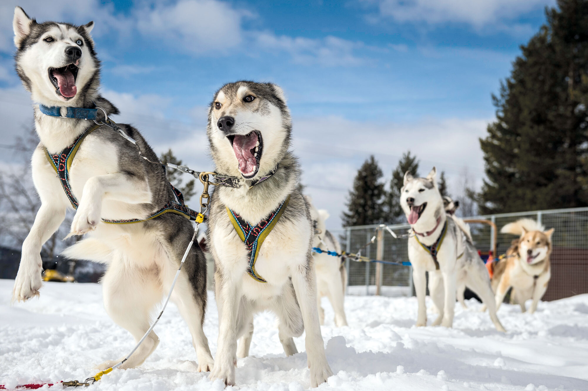 Die wollen bloss laufen! – Hundeschlitten Abenteuer in Lappland Die wollen bloss laufen! – Hundeschlitten Abenteuer in Lappland