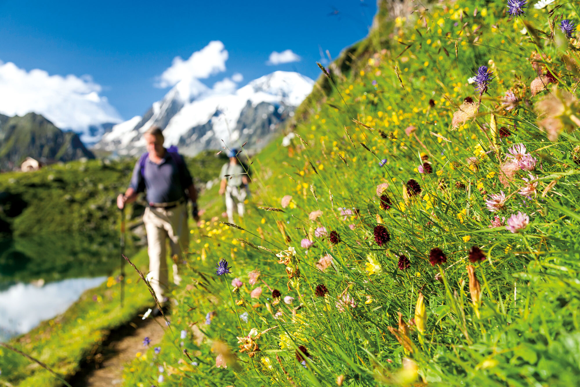 Kämpfende Kühe, wilde Gletscher – Val de Bagnes