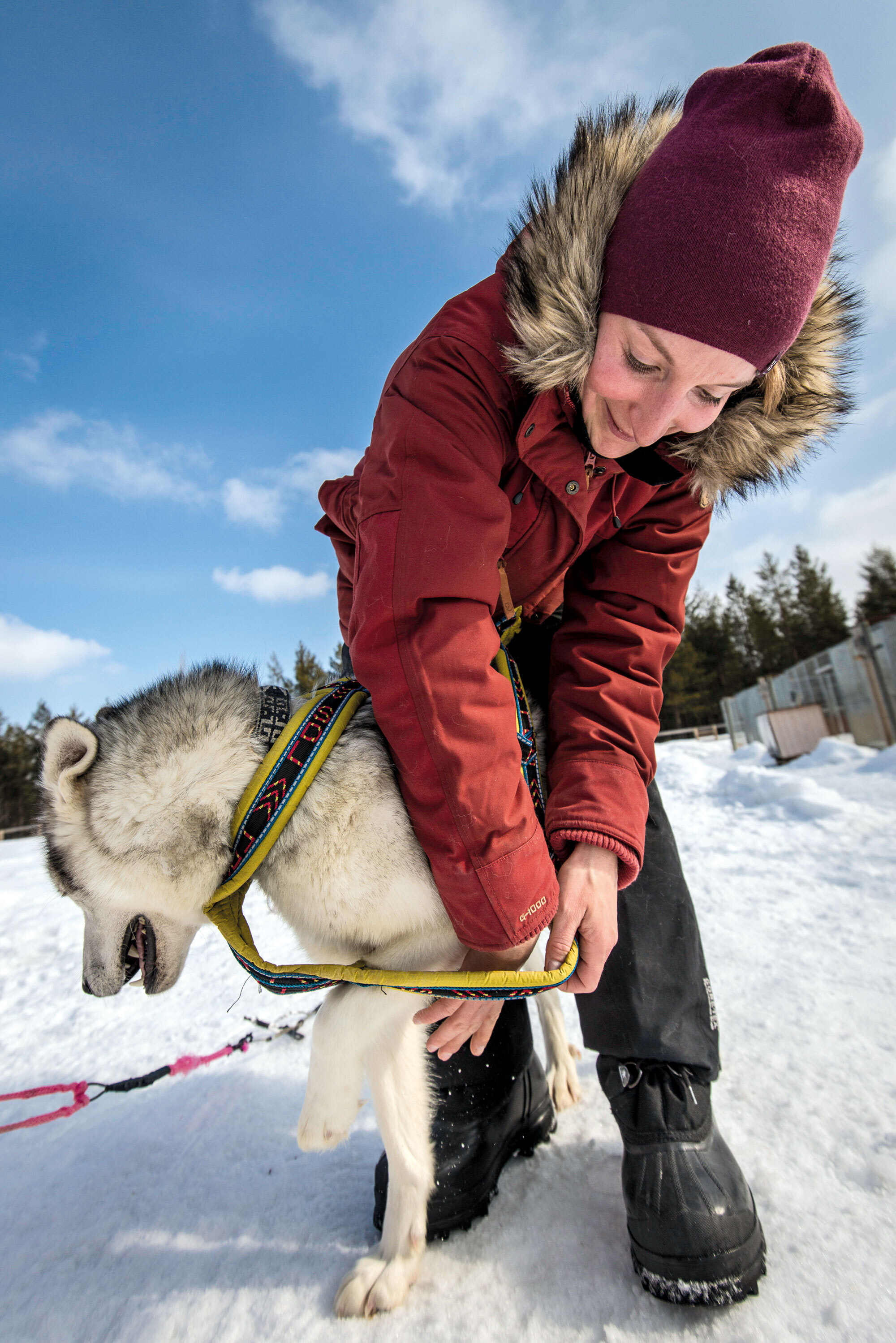 Die wollen bloss laufen! – Hundeschlitten Abenteuer in Lappland Die wollen bloss laufen! – Hundeschlitten Abenteuer in Lappland