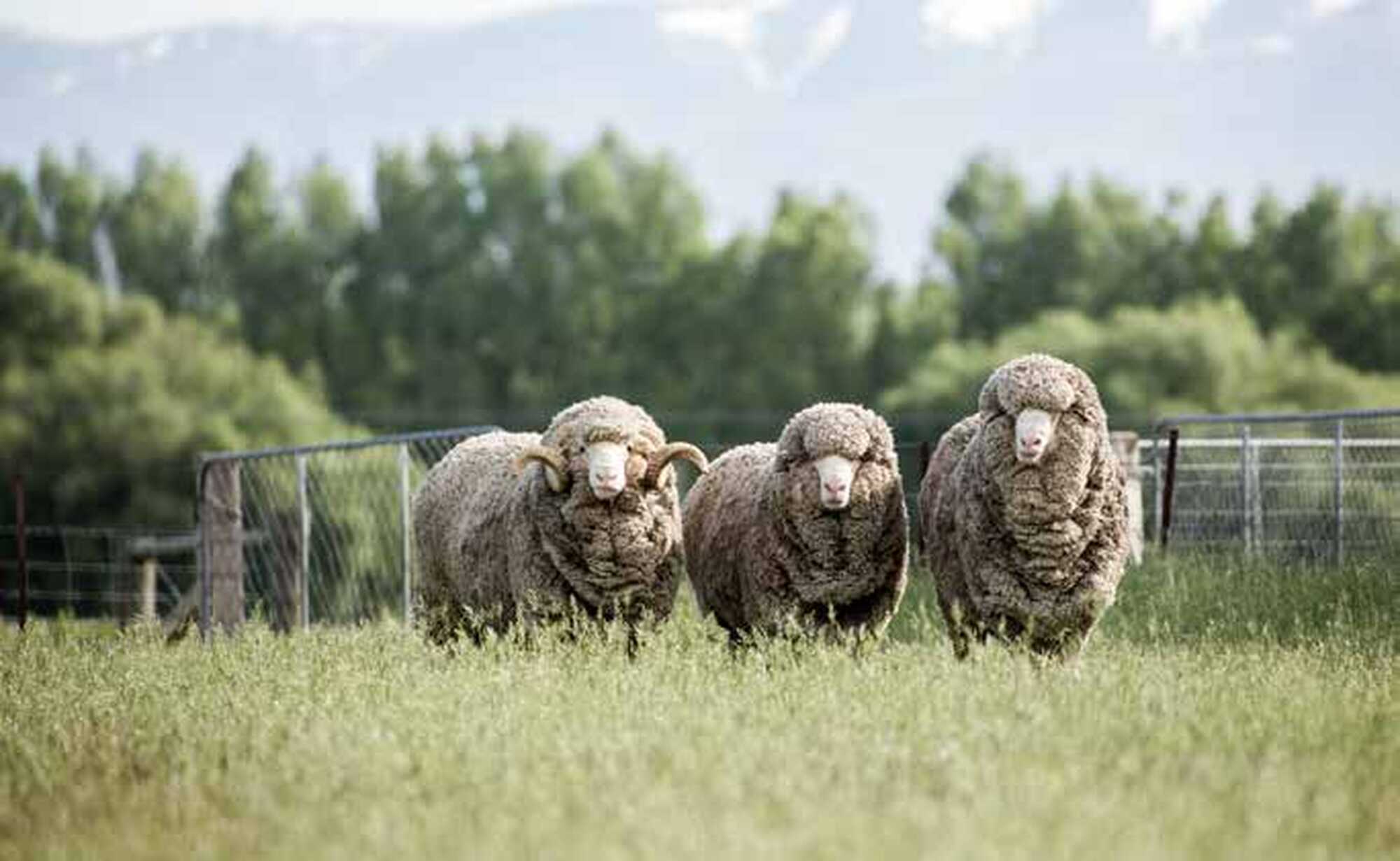 Vom Pullover für Pioniere zu „Sheep to Shop“: Devold stellt sich vor